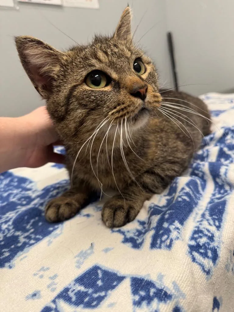 An adult medium-sized male Domestic Short Hair cat named Bruiser for adoption in Bloomington, IN