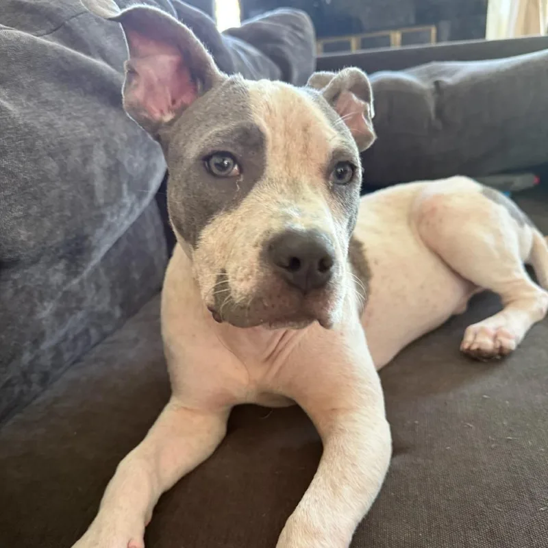 A young small-sized male Pit Bull Terrier dog named Aveeno for adoption in Los Angeles, CA