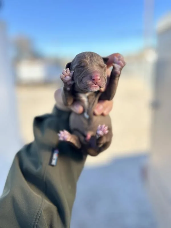 A baby medium-sized female Pit Bull Terrier dog named Asta for adoption in Victorville, CA