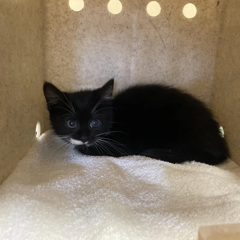A baby small-sized female Black Domestic Short Hair cat named Starla for adoption in Pasadena, CA