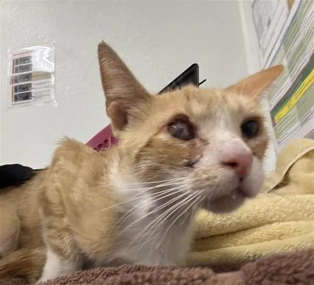 An adult medium-sized female Domestic Short Hair cat named Dinah for adoption in Camarillo, CA