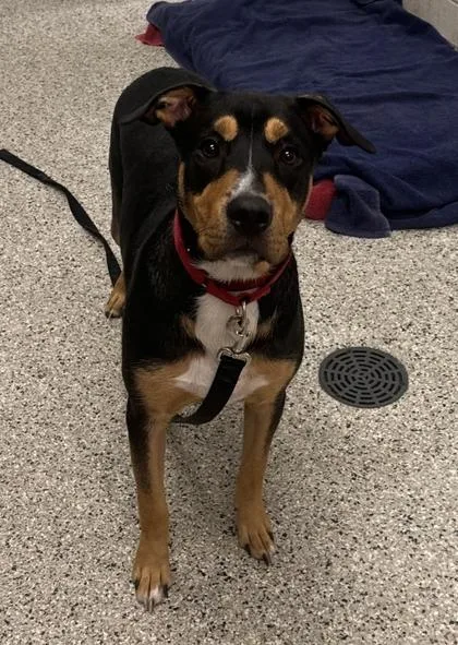 A young large-sized male Black Mixed Breed dog named Kairo for adoption in Kansas City, MO