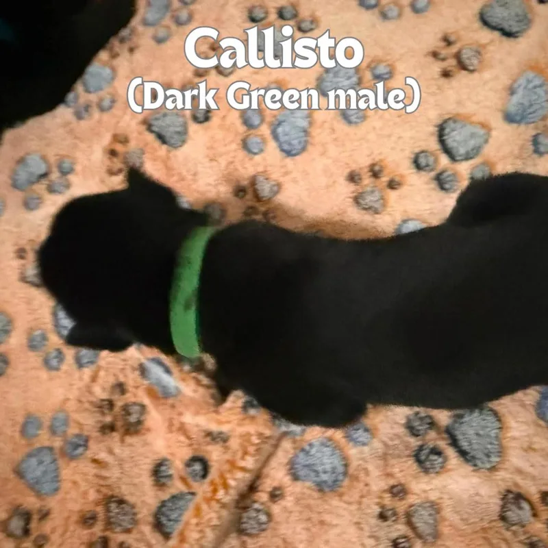 A baby small-sized male Black German Shepherd Dog dog named Calisto for adoption in Tulsa, OK