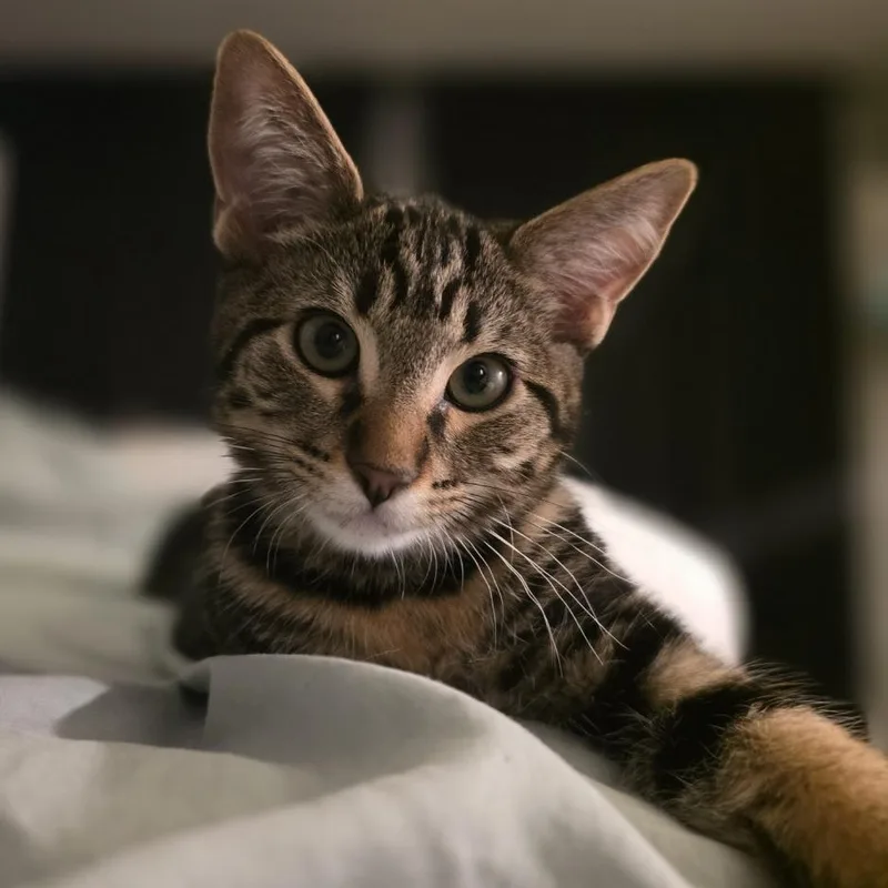 A baby small-sized male Brown / Chocolate Domestic Short Hair cat named Bud for adoption in Los Angeles, CA