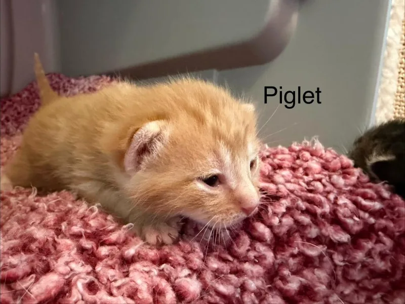 Piglet