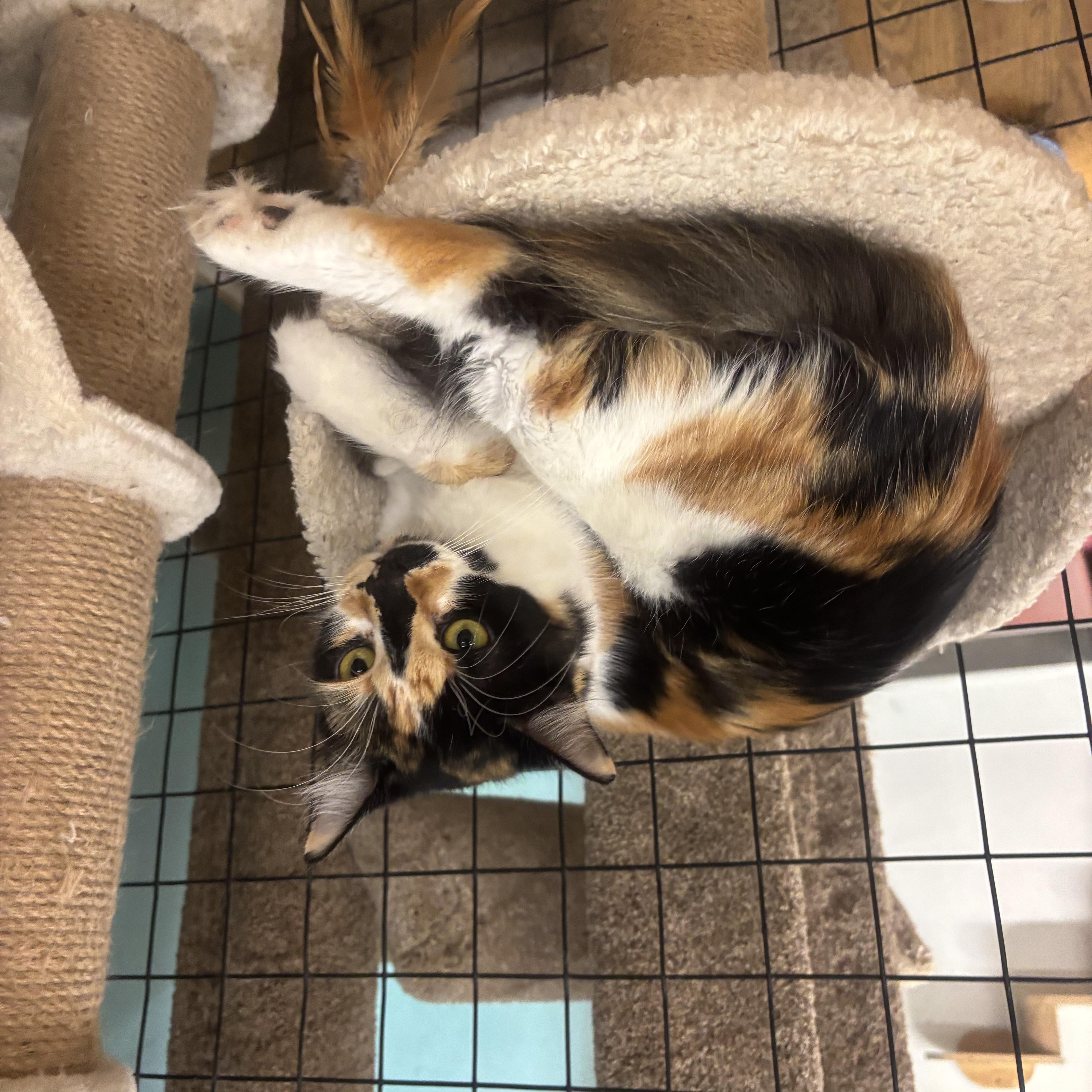 An adult medium-sized female Calico cat named Callie for adoption in Whittier, CA