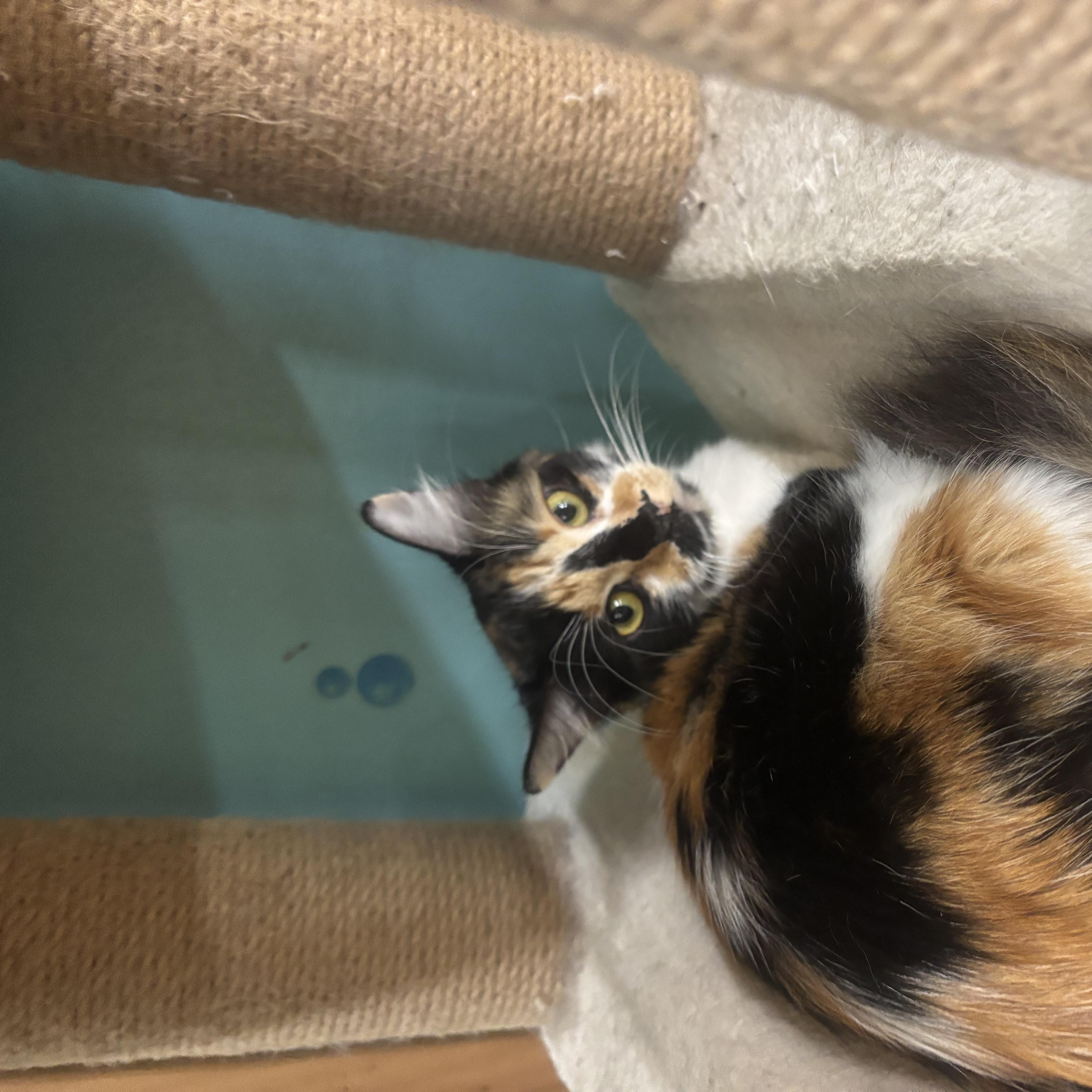 Callie thumbnail 4