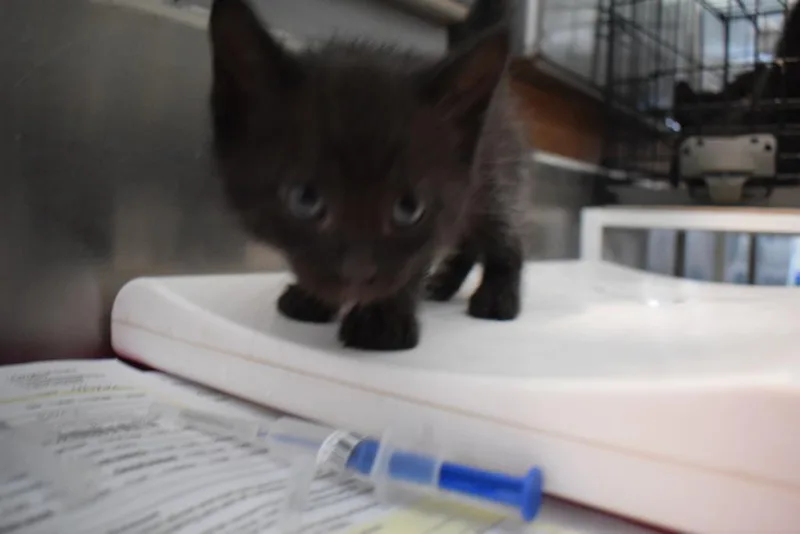 A baby small-sized female Domestic Short Hair cat named Ebony for adoption in Pahrump, NV