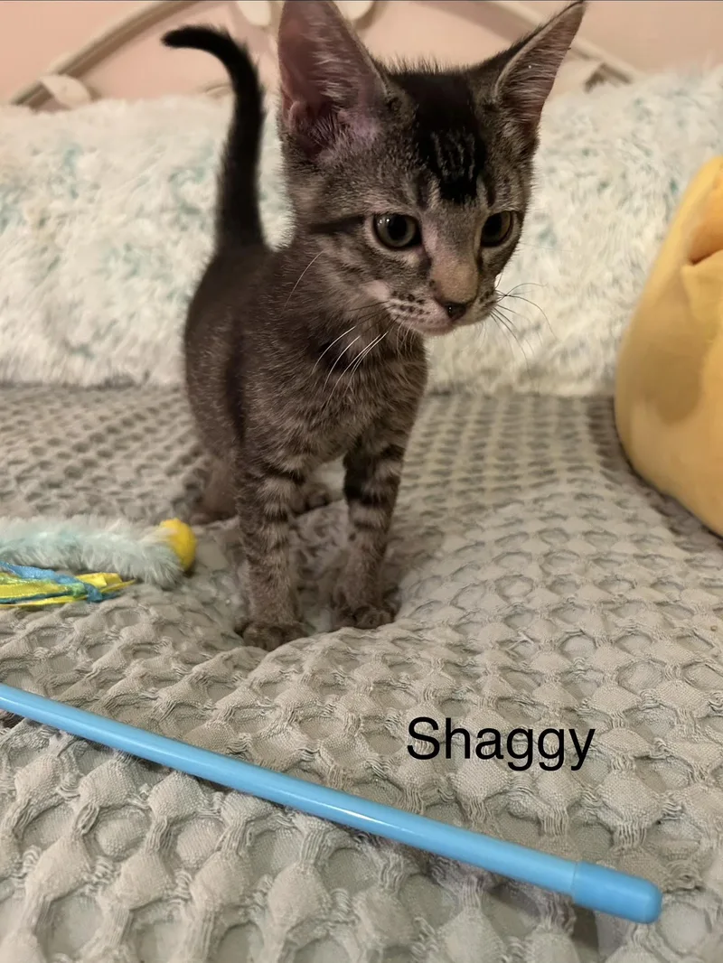 A baby medium-sized male Tabby (Brown / Chocolate) Domestic Short Hair cat named Shaggy for adoption in Herculaneum, MO