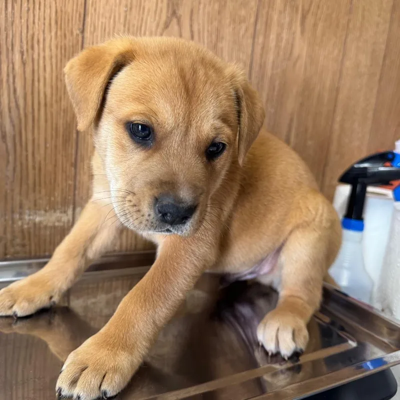 A baby small-sized male Red / Chestnut / Orange Mixed Breed dog named Eminem for adoption in Columbiana, AL