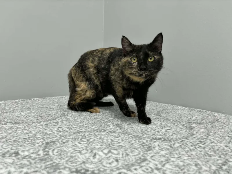 Willa  At Pet thumbnail 2