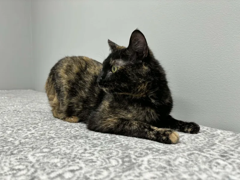 Willa  At Pet thumbnail 3