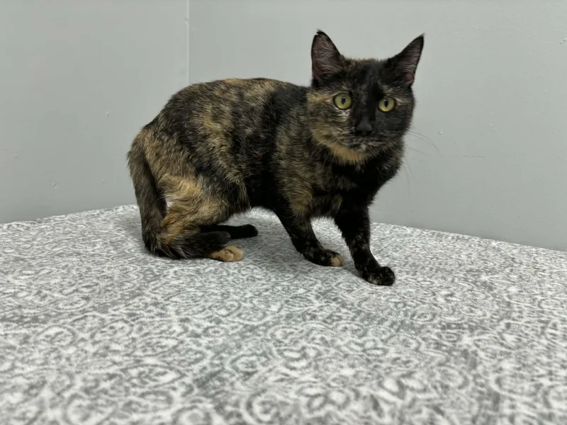 Willa  At Pet thumbnail 4