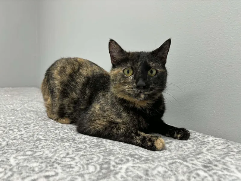 Willa  At Pet thumbnail 5