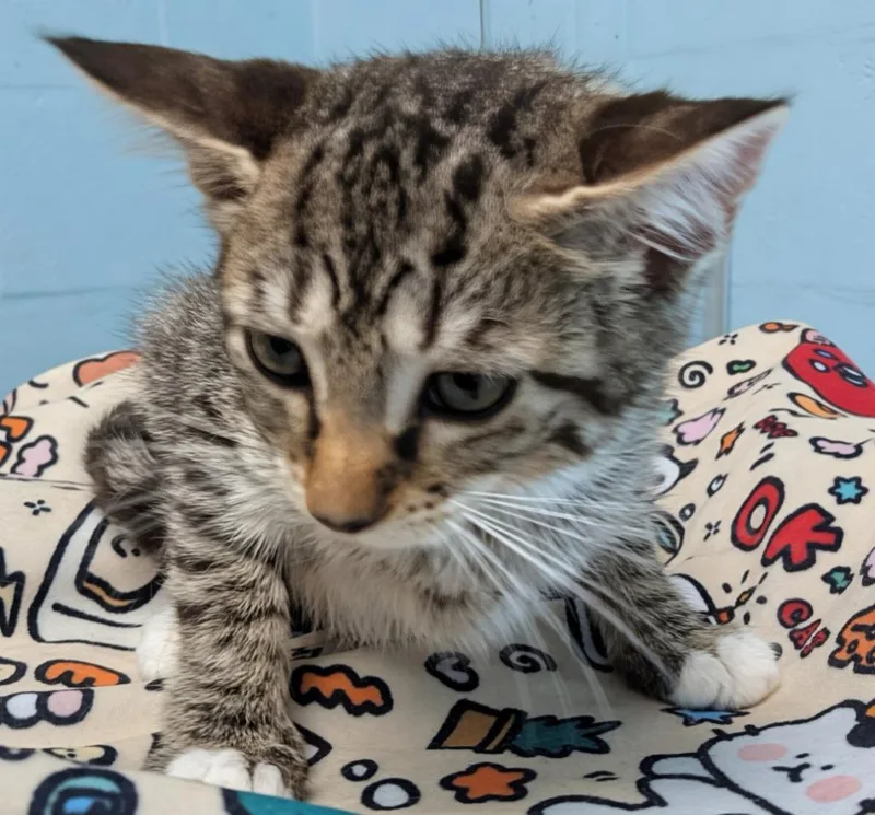 A baby small-sized female Domestic Short Hair cat named Bug for adoption in Cape Coral, FL
