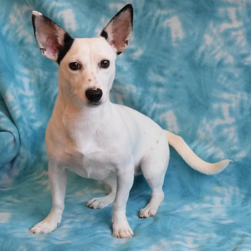 A young small-sized female White / Cream Chihuahua dog named Raven for adoption in Eureka, CA