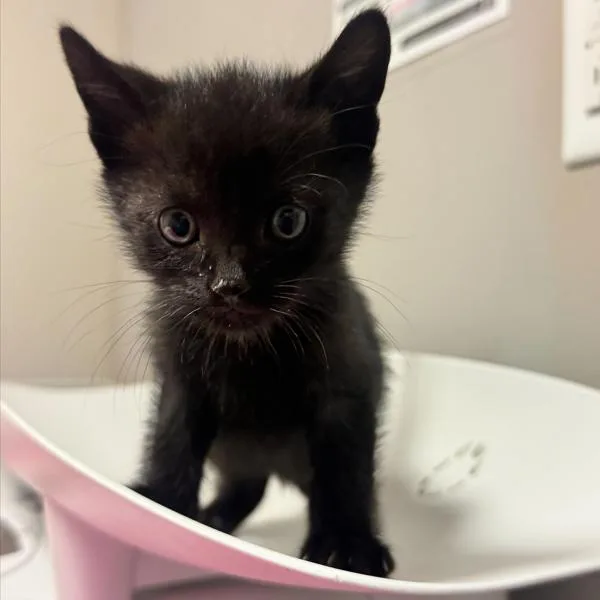 A baby small-sized male Domestic Short Hair cat named Fire for adoption in Dublin, CA