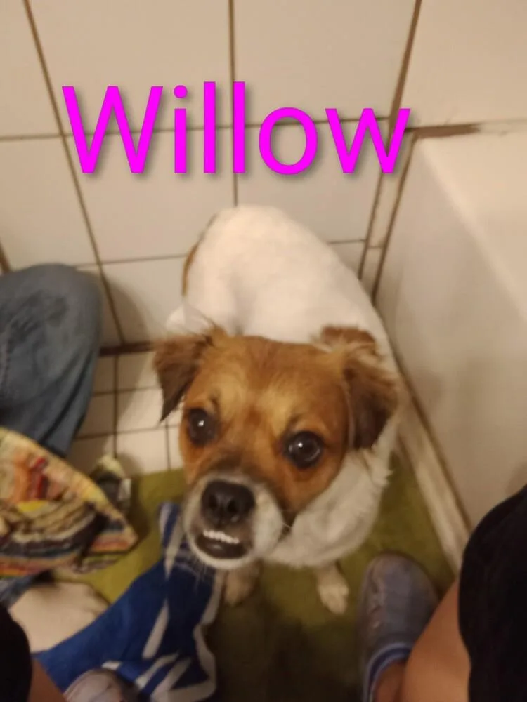 An adult small-sized female Tricolor (Brown, Black, & White) Pug dog named Bailey for adoption in Ocala, FL