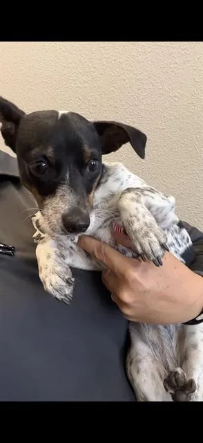 A young small-sized female Parson Russell Terrier dog named Daphne for adoption in Ontario, CA