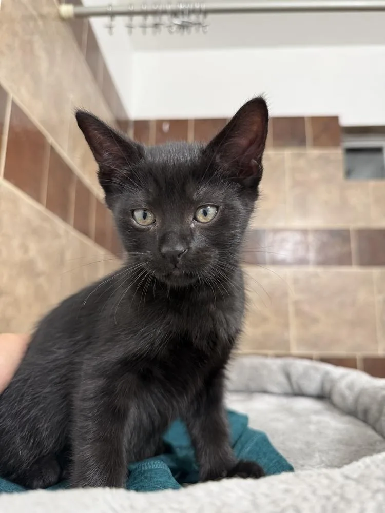 A baby small-sized male Domestic Short Hair cat named Batman for adoption in Dallas, TX