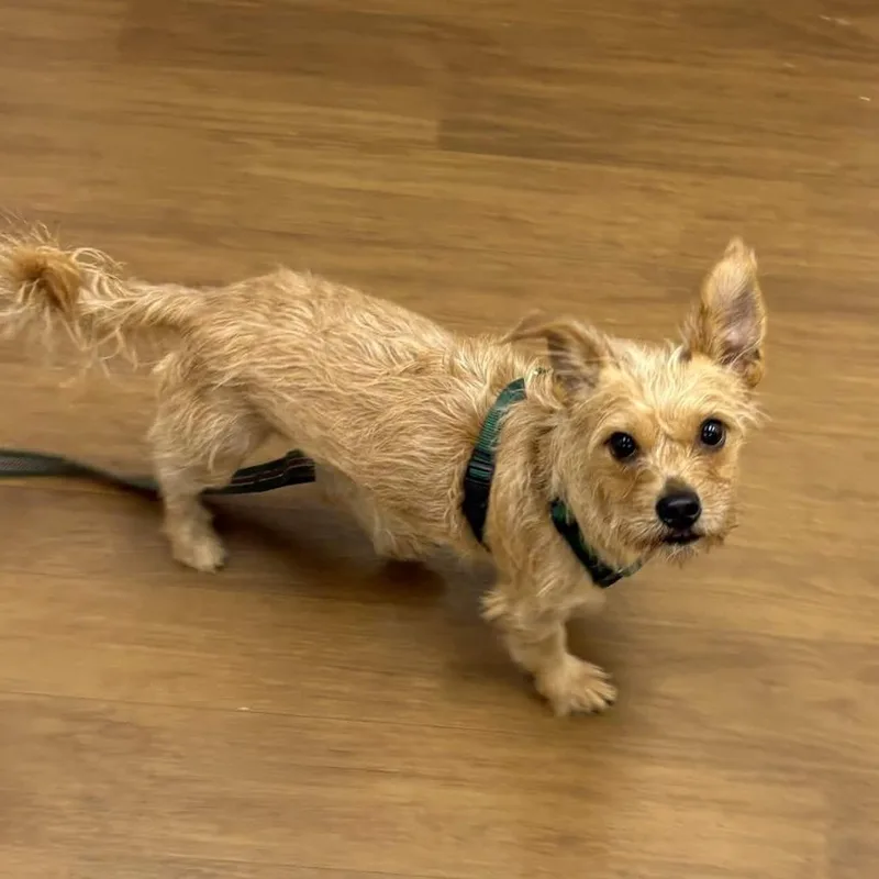 An adult small-sized male Yellow / Tan / Blond / Fawn Terrier dog named Otie for adoption in Beaumont, TX