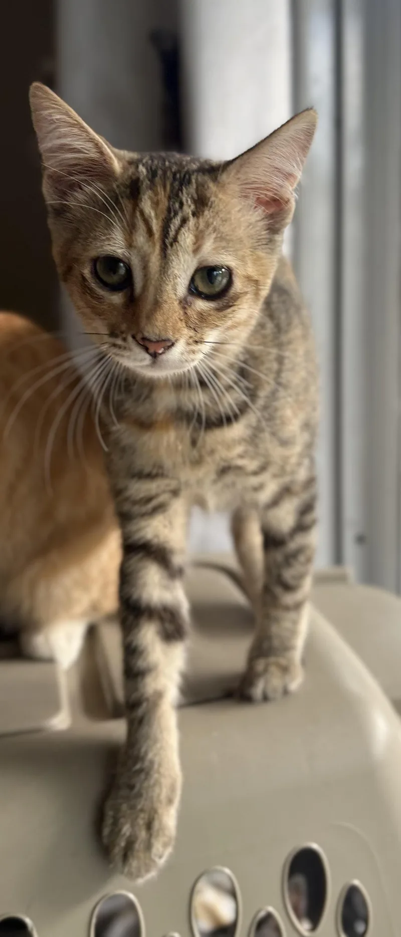 A baby small-sized female Torbie Domestic Short Hair cat named Latte for adoption in Orange, CA
