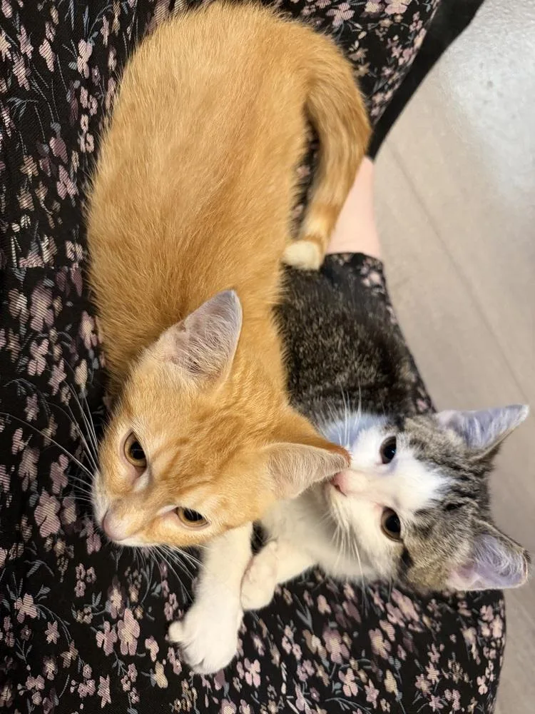 A baby small-sized female Domestic Short Hair cat named Rae for adoption in Chicago, IL