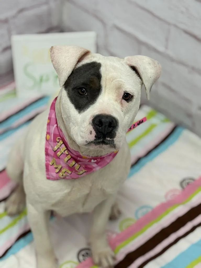 An adult medium-sized female Mixed Breed dog named Rainpetal for adoption in Detroit, MI