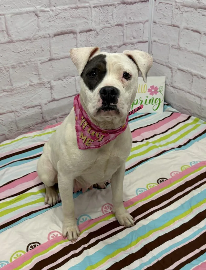 Rainpetal thumbnail 2