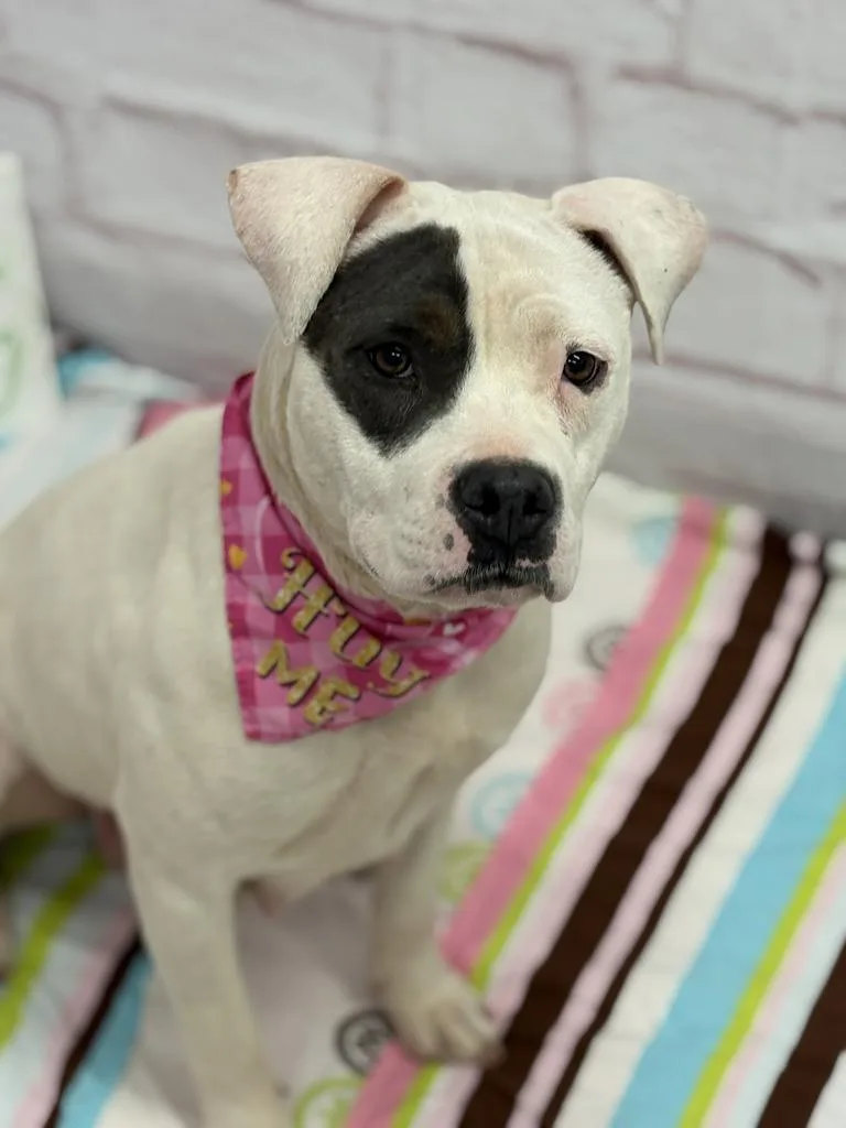 Rainpetal thumbnail 4