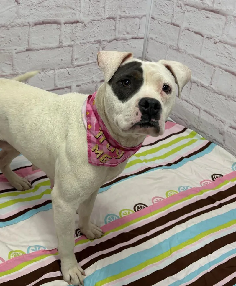 Rainpetal thumbnail 5