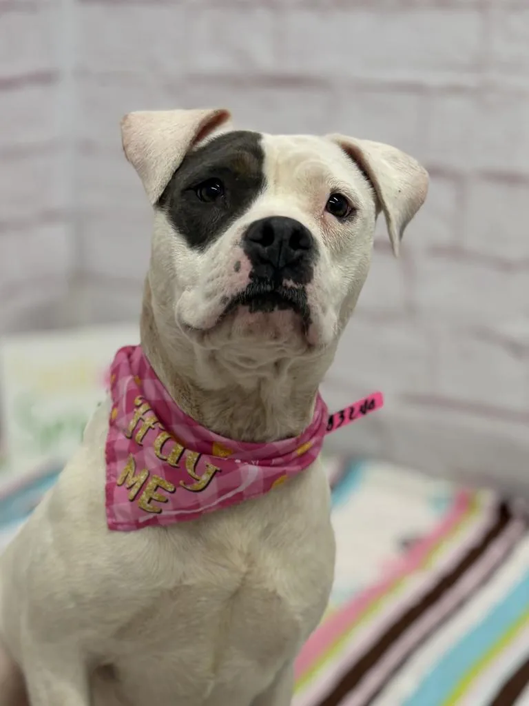 Rainpetal thumbnail 6