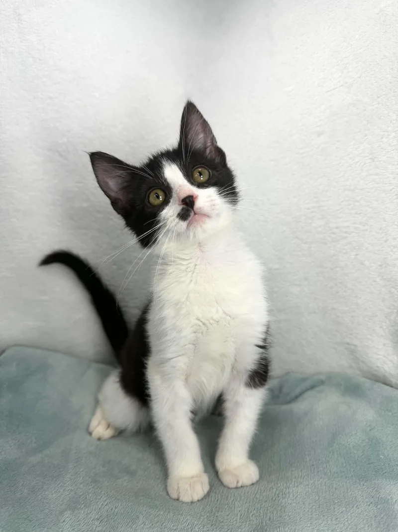 A baby medium-sized male Tuxedo cat named Pistachio for adoption in Tavares, FL