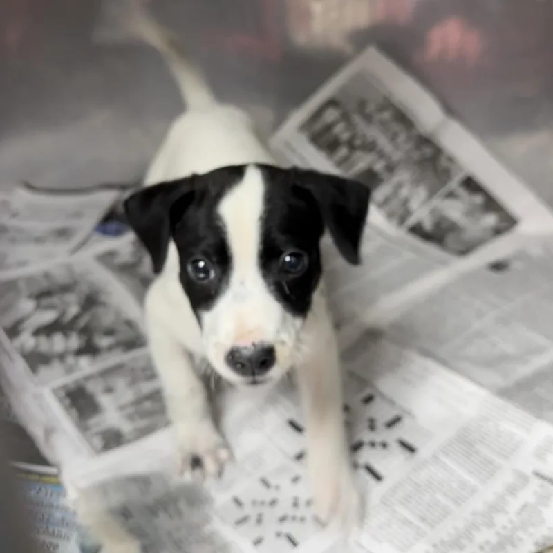 A baby small-sized male Black Labrador Retriever dog named Cedar for adoption in Parrish, AL