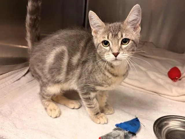 A baby small-sized female Domestic Medium Hair cat named Tanya for adoption in Rancho Cucamonga, CA