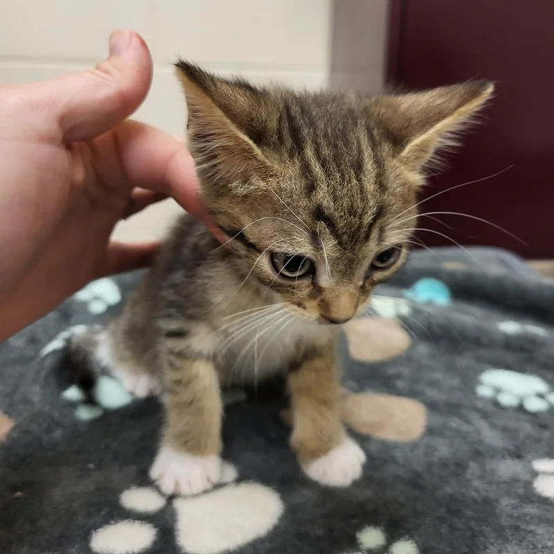 A baby small-sized male Domestic Short Hair cat named Slate for adoption in Lake Panasoffkee, FL