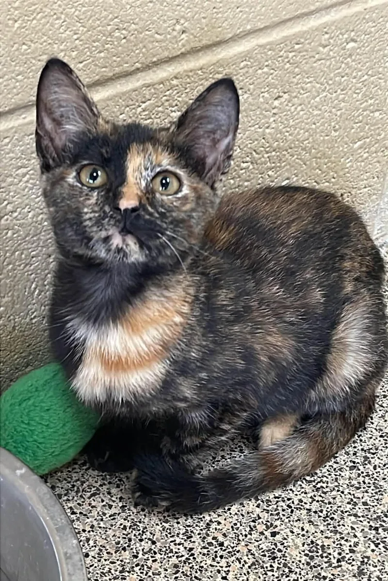 A baby medium-sized female Calico Domestic Short Hair cat named Kenya for adoption in Fort Payne, AL