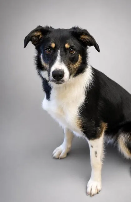 An adult medium-sized female Border Collie dog named Penelope for adoption in Bowling Green, KY