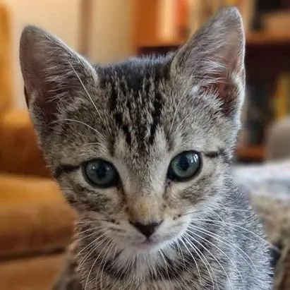A baby small-sized female Domestic Short Hair cat named Maggie for adoption in Cumming, GA