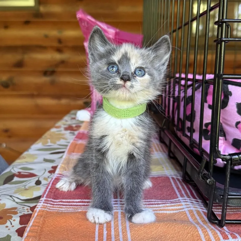 A baby small-sized female Calico Domestic Medium Hair cat named Bloom for adoption in Blue Ridge, GA