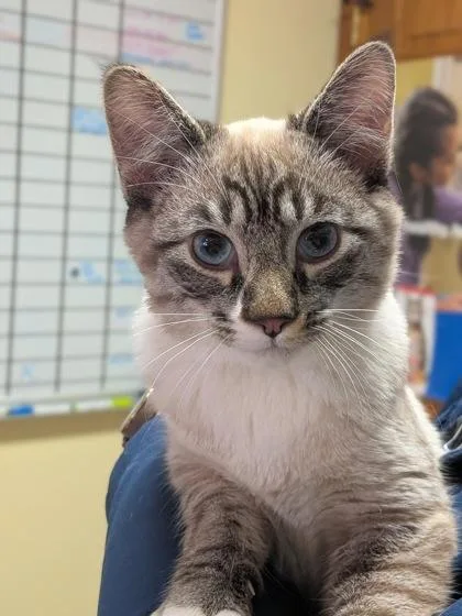 A young medium-sized male Domestic Short Hair cat named Baxter for adoption in Divide, CO