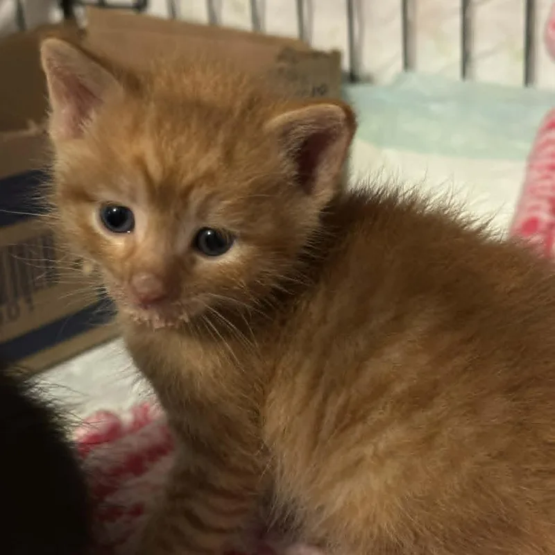 A baby small-sized male Orange / Red Domestic Short Hair cat named Scorpius for adoption in Johnstown, PA