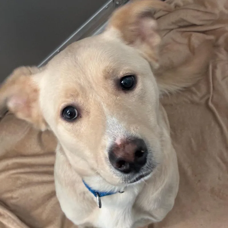 A young medium-sized male Yellow / Tan / Blond / Fawn Golden Retriever dog named Sir for adoption in South Elgin, IL
