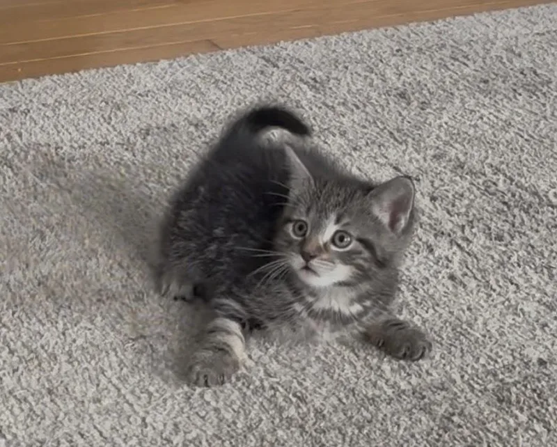 A baby medium-sized female Tabby (Brown / Chocolate) Domestic Short Hair cat named Cookie for adoption in Clinton Township, MI