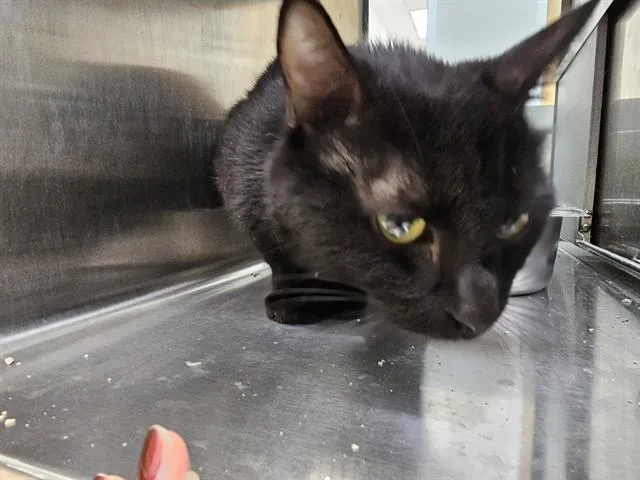 A young medium-sized female Domestic Short Hair cat named Sprite for adoption in Pueblo, CO