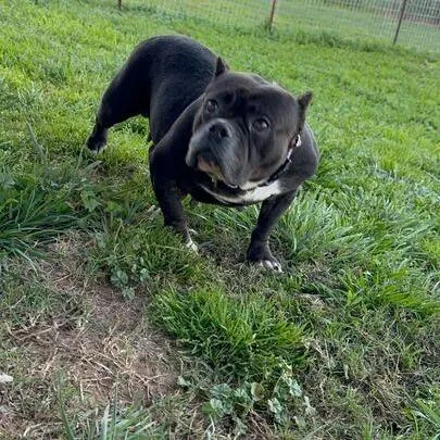 Bitsy Boo thumbnail 2