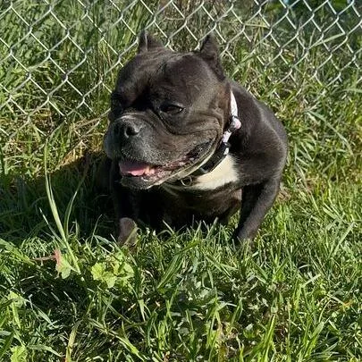 Bitsy Boo thumbnail 3