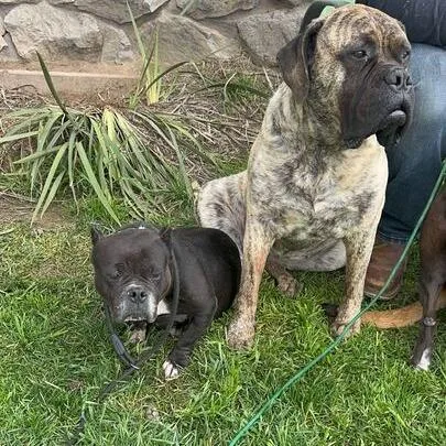 Bitsy Boo thumbnail 4