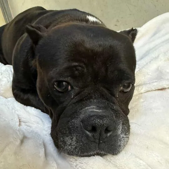 Bitsy Boo thumbnail 5