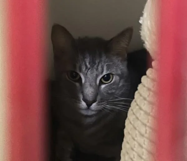 An adult medium-sized female Domestic Short Hair cat named Ferb for adoption in Oceanside, CA